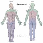 Anatomy: Dermatomes Full Body Anterior Posterior Image Intended For Printable Dermatome Map