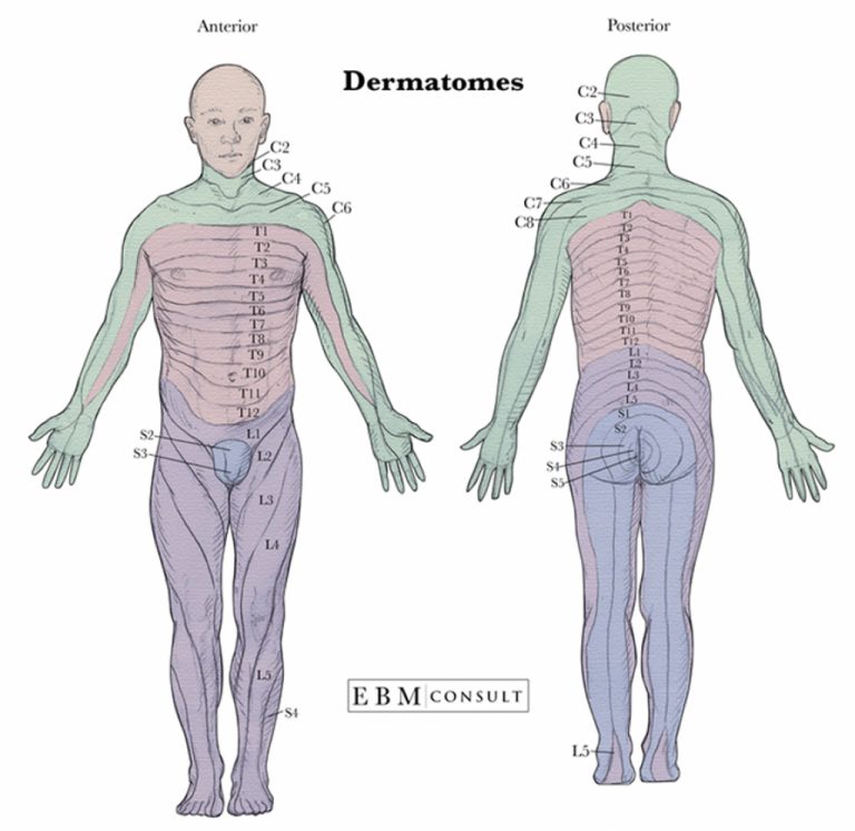 Anatomy Dermatomes Full Body Anterior Posterior Image Intended For Printable Dermatome Map