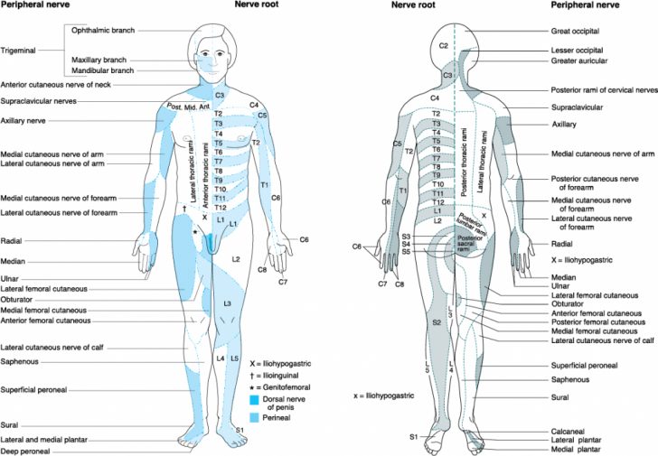 Blank Dermatome Map