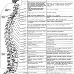 Dermatome Chart Printable | Health Intended For Printable Dermatome Map
