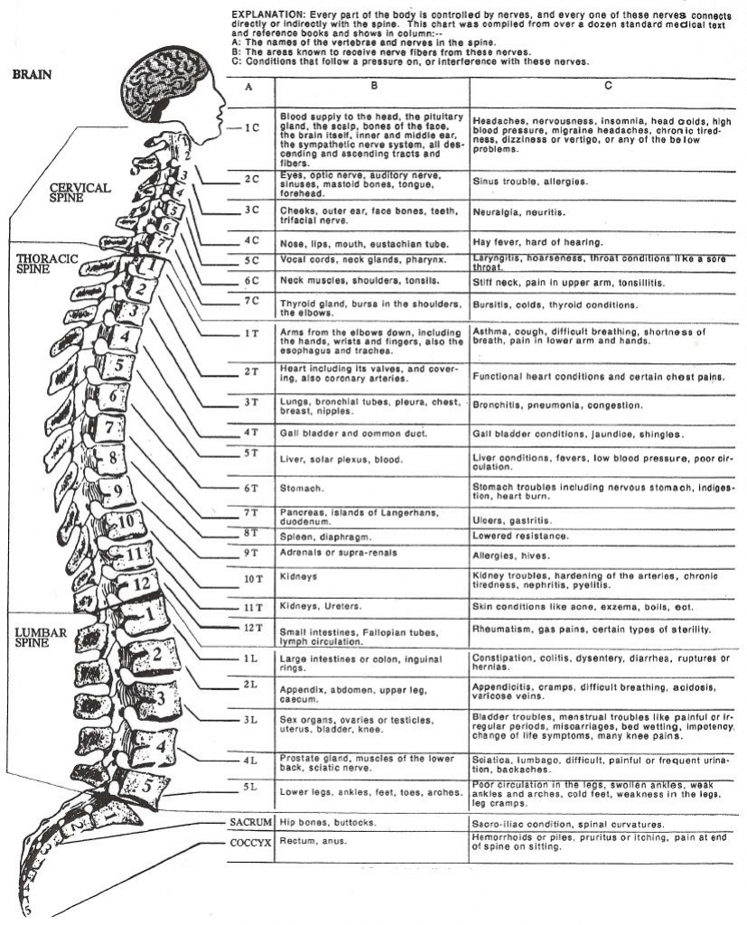 Dermatome Chart Printable | Health intended for Printable Dermatome Map