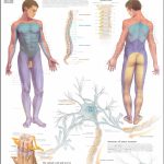 √ Pin Dermatome Chart Printable Welcome On Pinterest Within Printable Dermatome Map
