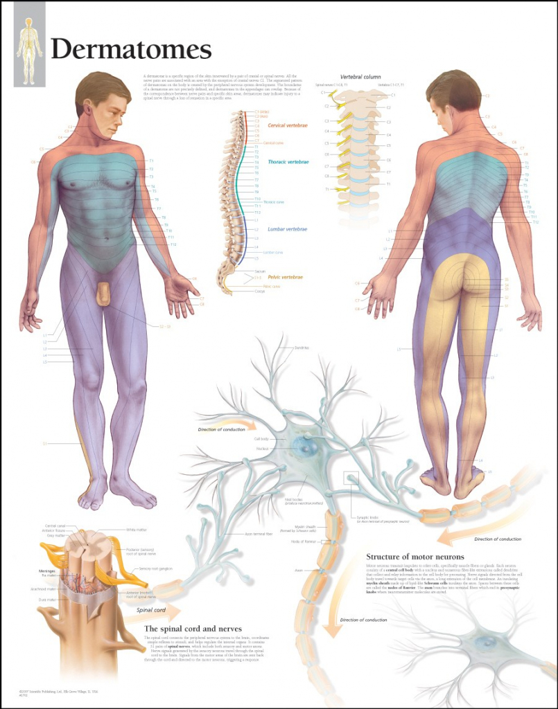 √ Pin Dermatome Chart Printable Welcome On Pinterest within Printable Dermatome Map
