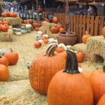 The Best Fall Treats And Activities In Apple Hill, California   A For Apple Hill Printable Map